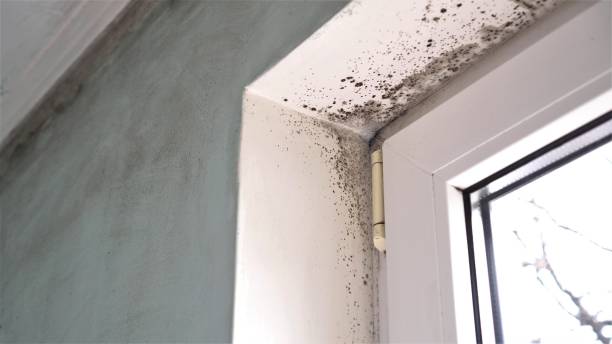 Best Mold Removal Near Me  in Harsville, RI