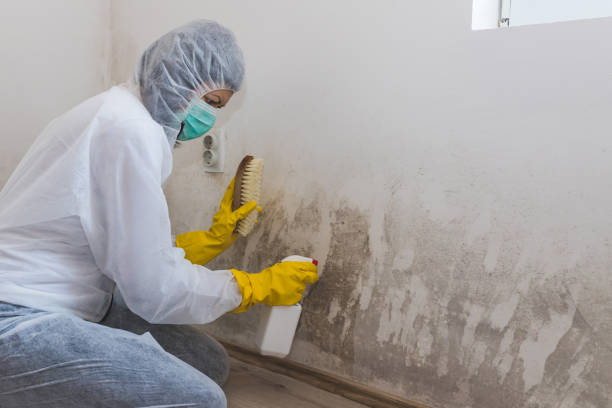 Attic Mold Removal in Harrisville, RI
