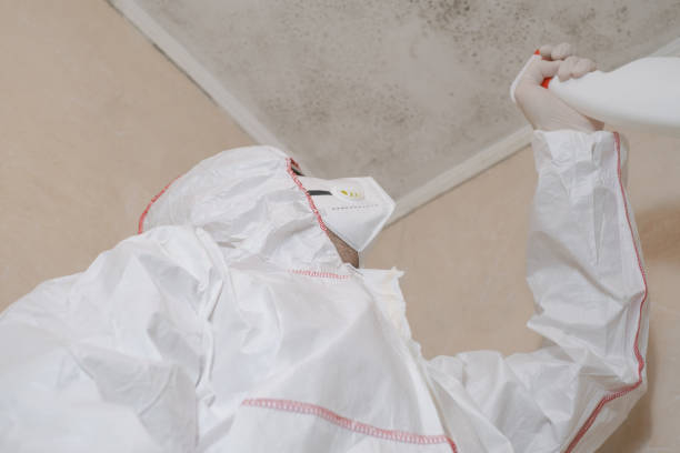 Reliable Harrisville, RI Mold Removal Solutions