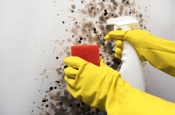 Best Same-Day Mold Removal  in Harsville, RI