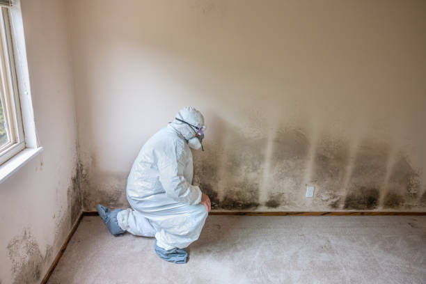 Best Professional Mold Removal  in Harsville, RI