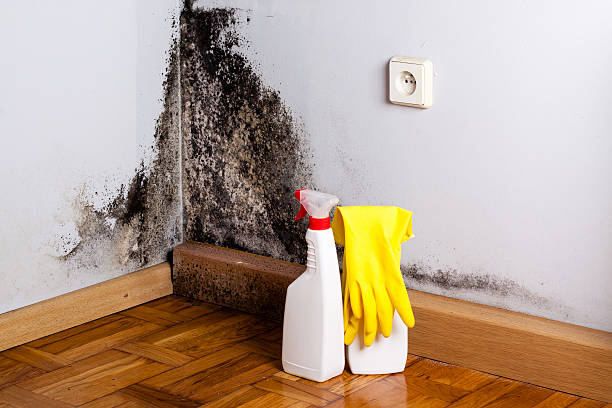 Home Mold Removal in Harrisville, RI