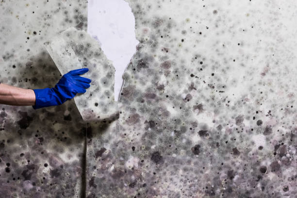 Best Mold Remediation Services  in Harsville, RI
