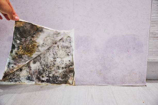 Best Mold Testing  in Harsville, RI